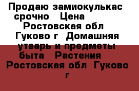 Продаю замиокулькас  срочно › Цена ­ 2 700 - Ростовская обл., Гуково г. Домашняя утварь и предметы быта » Растения   . Ростовская обл.,Гуково г.